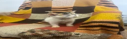 Mixed Breed cats for sale: Kittens looking for their forever homes  - Advert 16