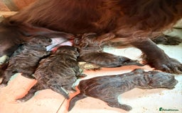 Cockapoo dogs for sale: Stunning F1 Cockapoo Pups - Image 2