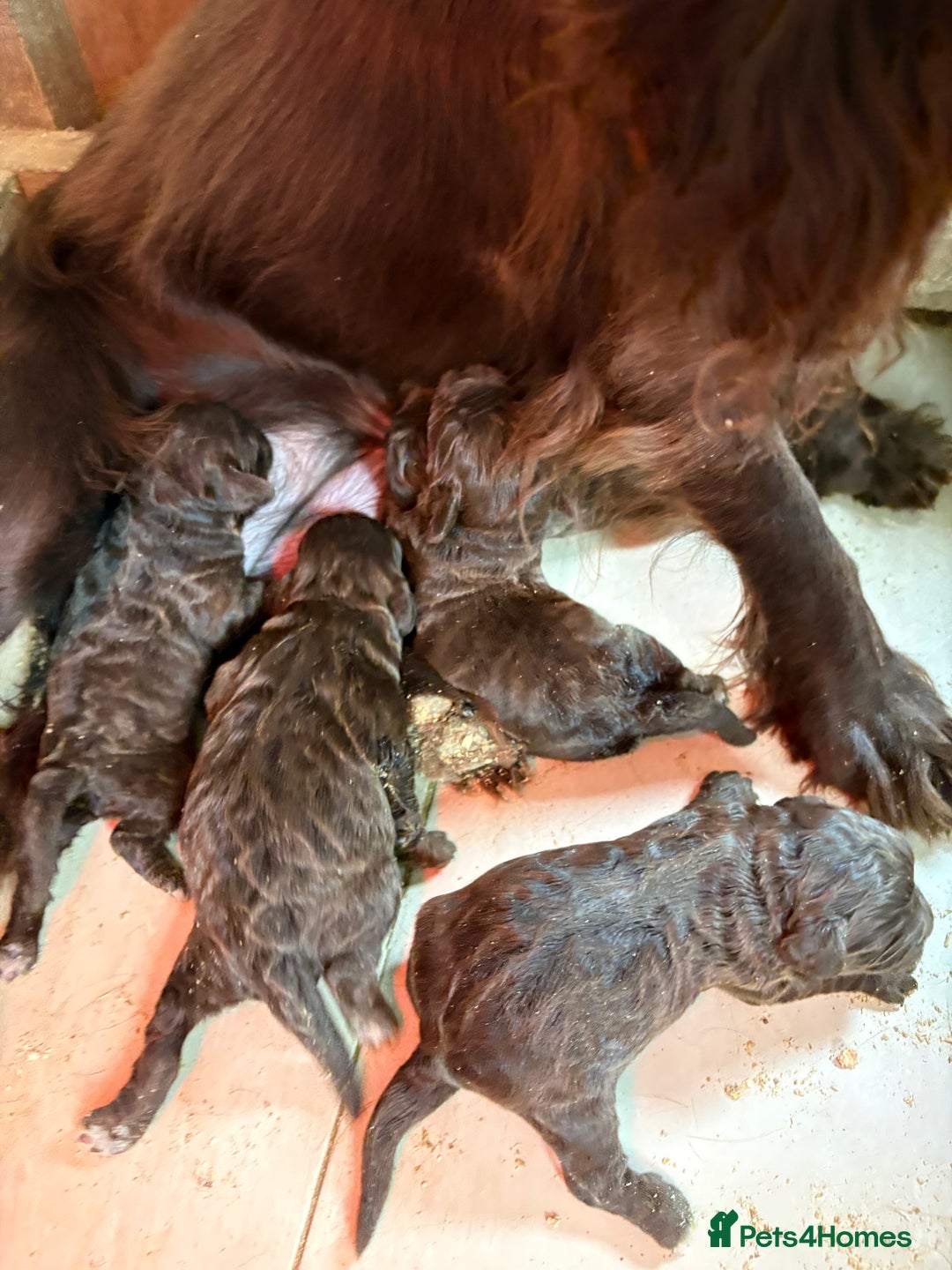 Cockapoo dogs for sale: Stunning F1 Cockapoo Pups - Image 2