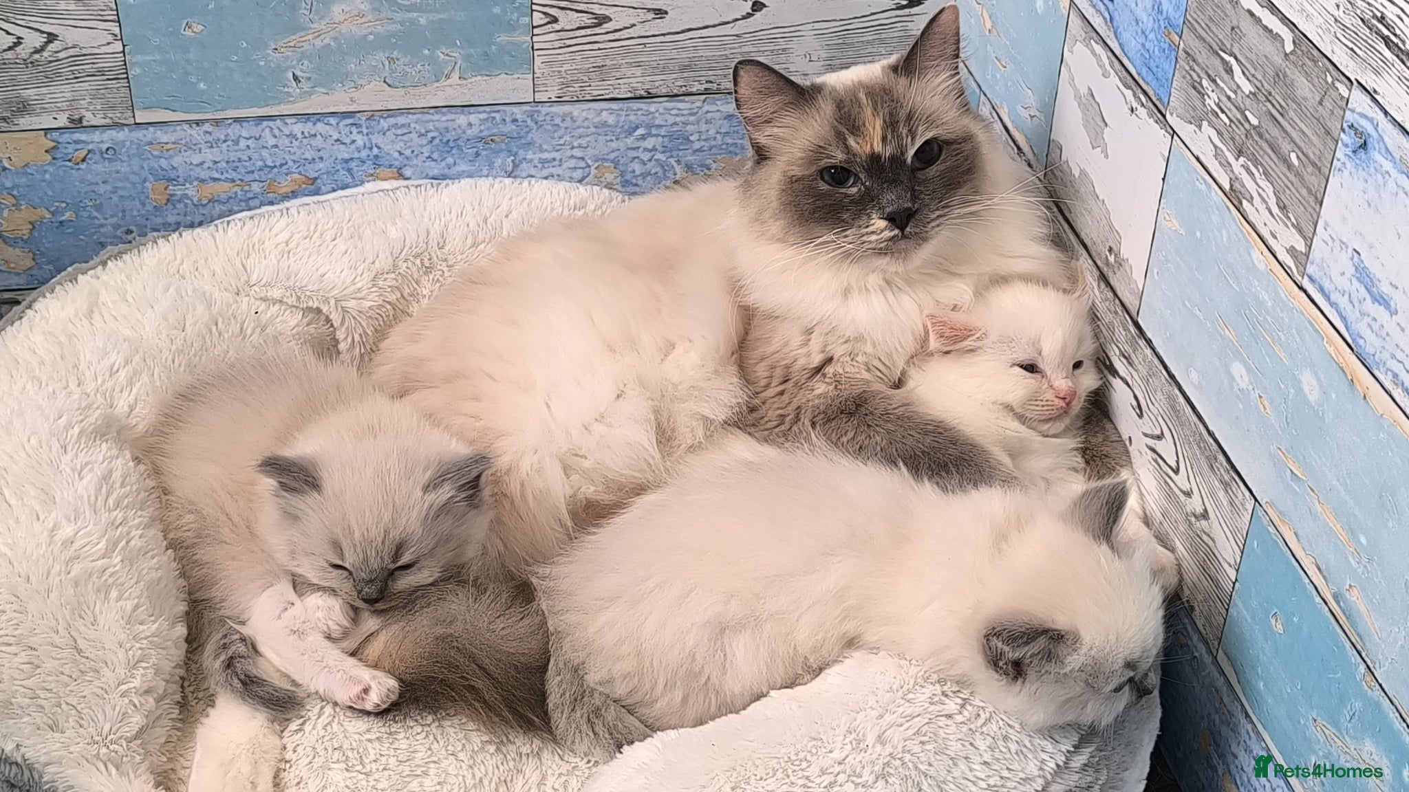 Ragdoll cats for sale: Beautiful ragdolls are looking for a forever home  - Advert 6