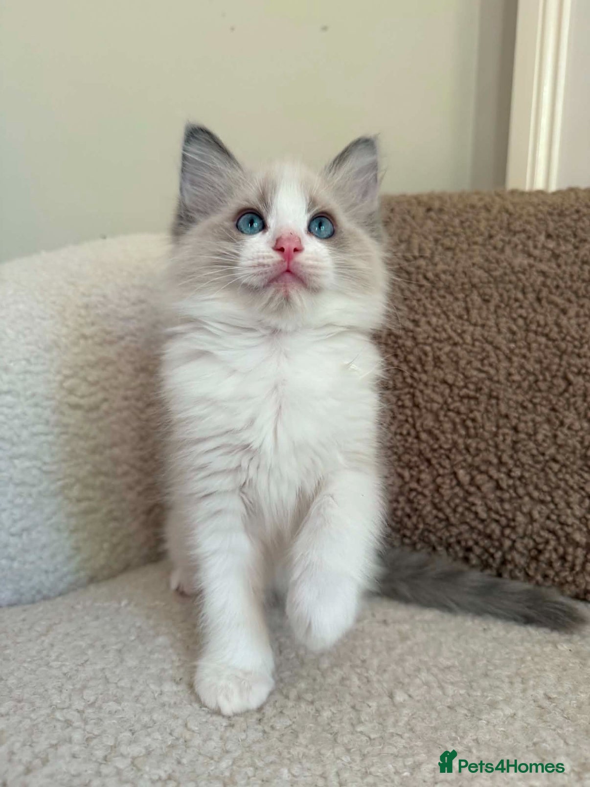 Ragdoll cats 2 male ragdolls ready to leave this week - Advert 3