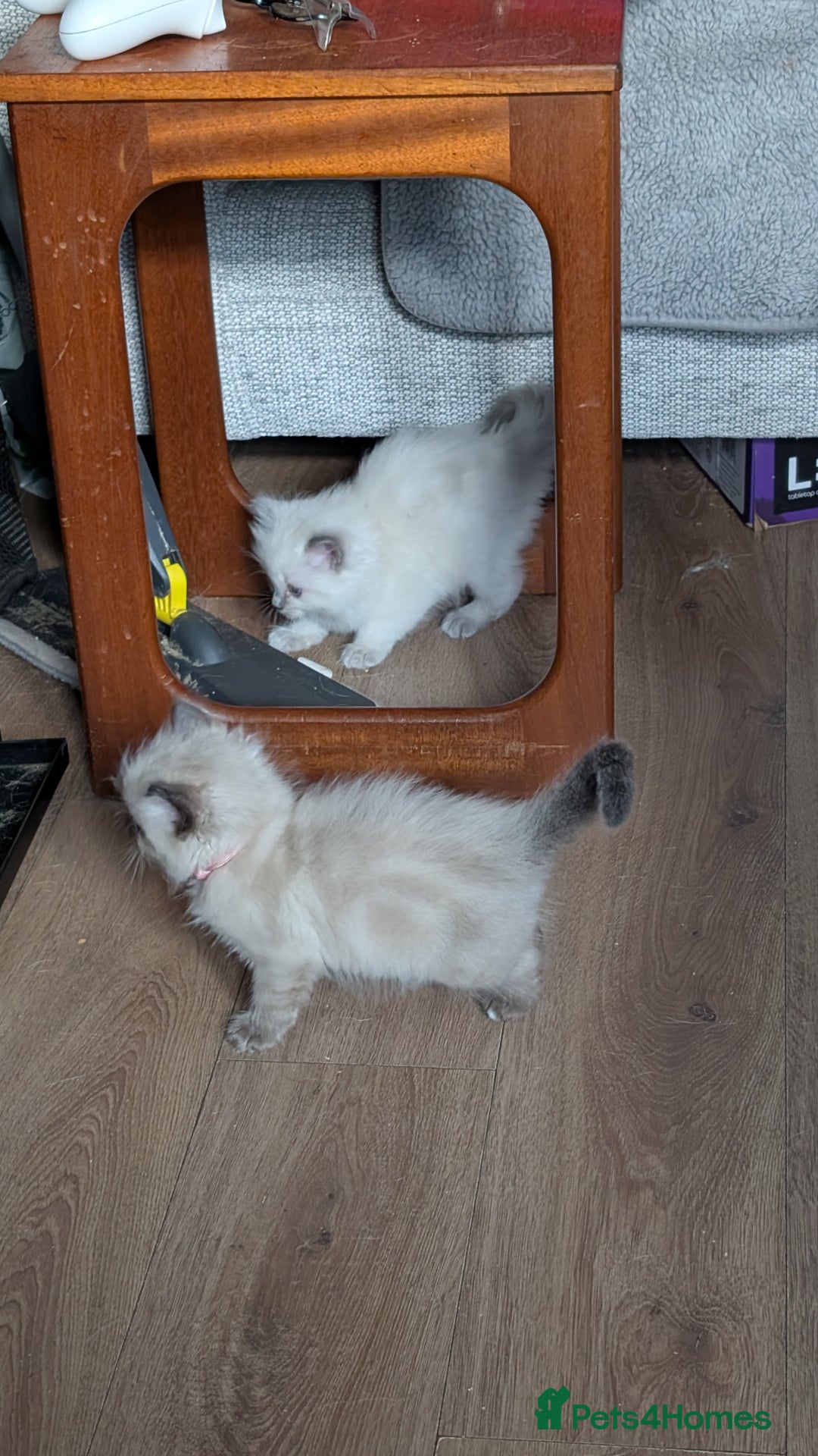 Ragdoll cats for sale: 5 Ragdoll Kittens for Sale - Image 27