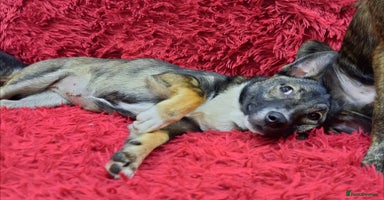 Mixed Breed dogs - Advert 7