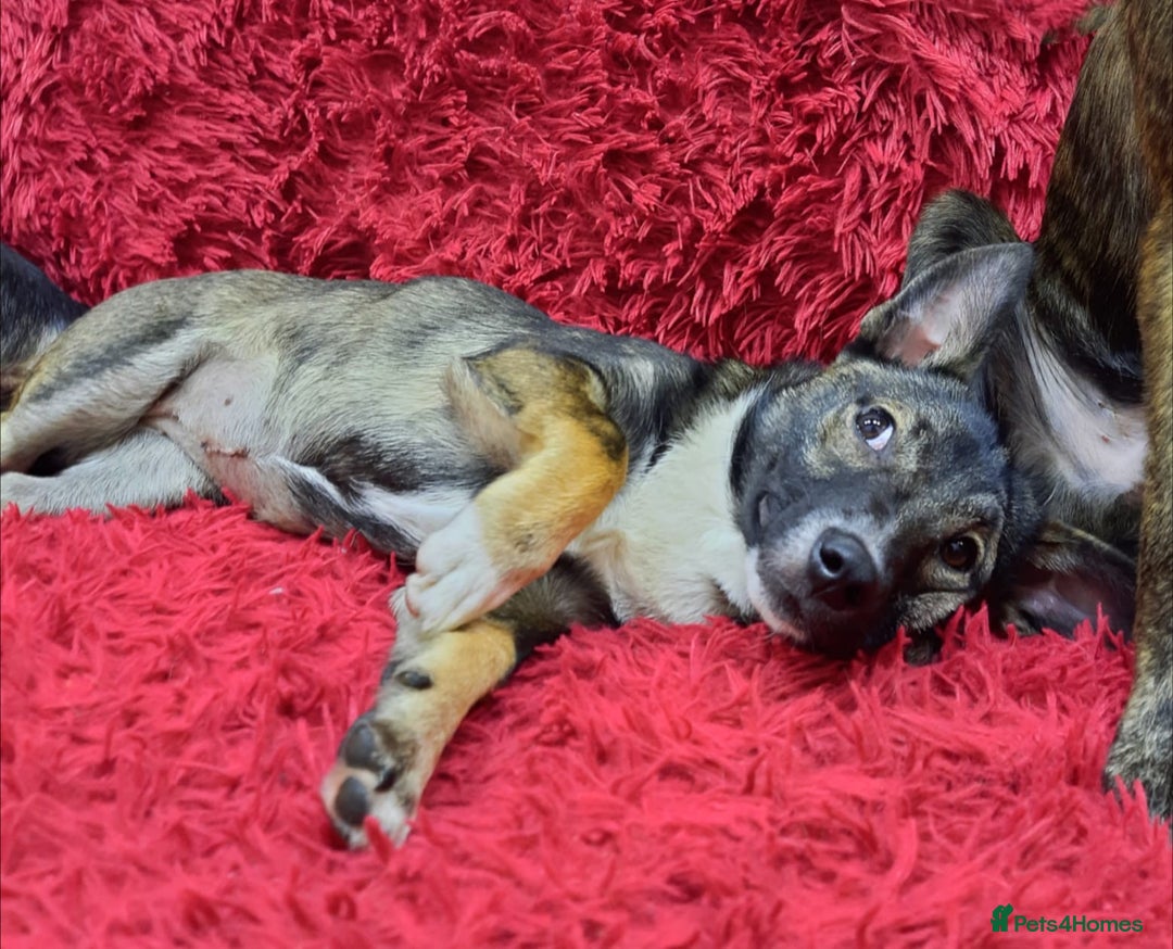 Mixed Breed dogs for adoption: 💖🐶 SHERRIE 🐶💖 - Image 2