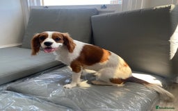 Cockalier dogs for sale: Cavalier Puppy–Loving, Healthy, and Full of Joy - Image 9