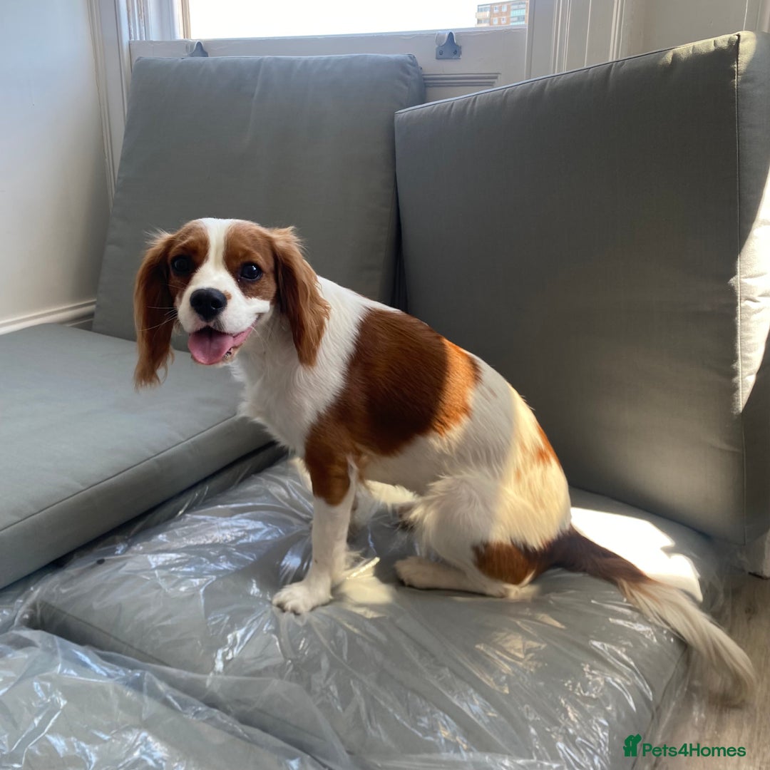 Cockalier dogs for sale: Cavalier Puppy–Loving, Healthy, and Full of Joy - Image 9