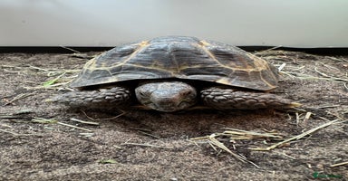 Tortoise reptiles - Advert 2