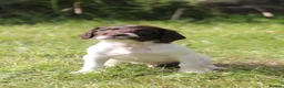 English Springer Spaniel dogs for sale: Springer spaniel puppies, Docked tails  in Hereford - Advert 12