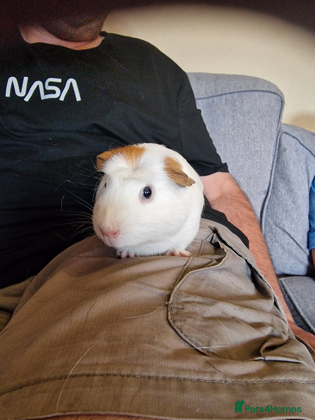 Guinea Pig rodents for sale: Guinea pigs - Image 4