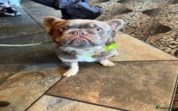 French Bulldog dogs for stud: Blue fluffy stud available  - Image 5