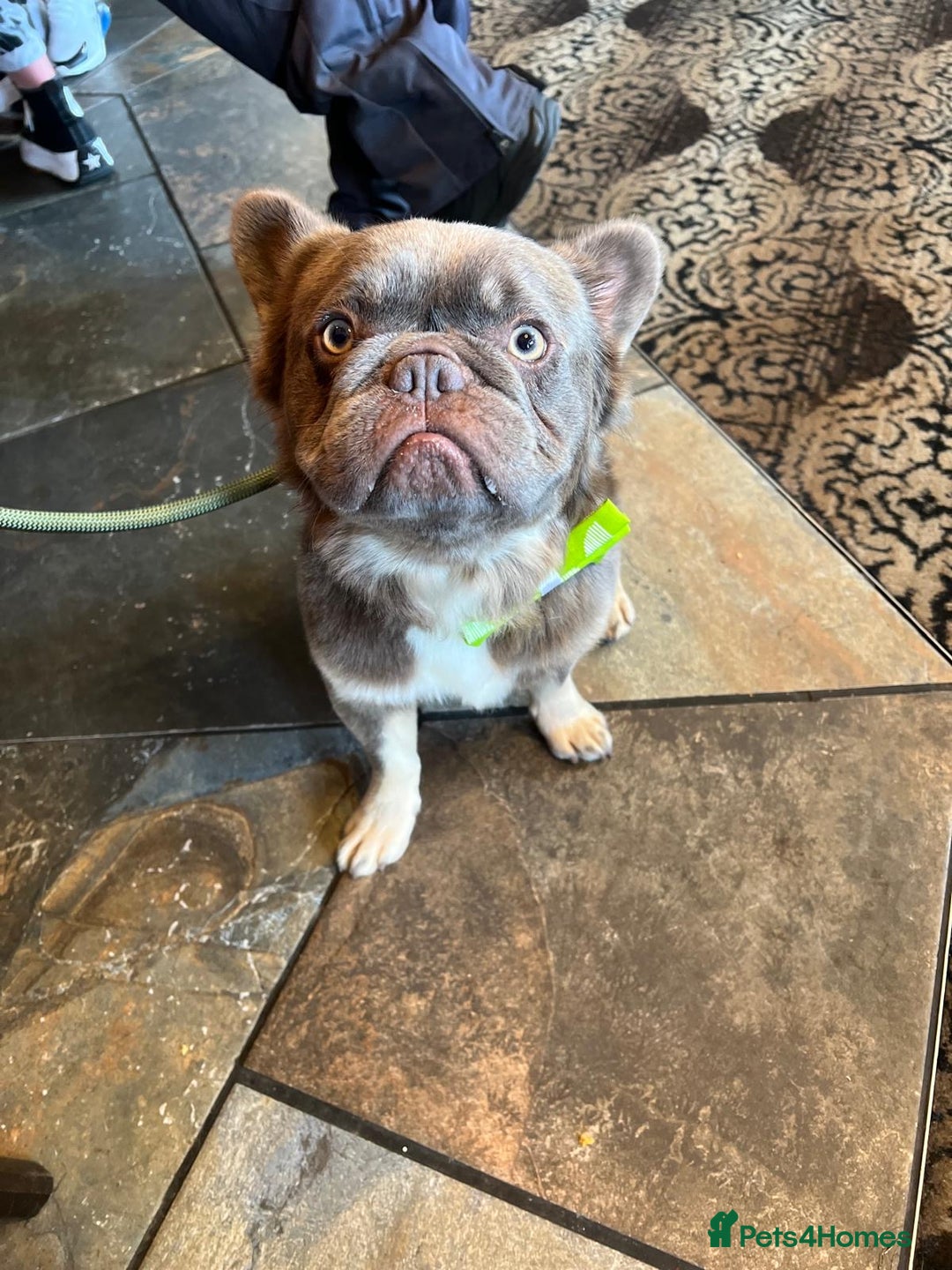 French Bulldog dogs for stud: Blue fluffy stud available  - Image 5