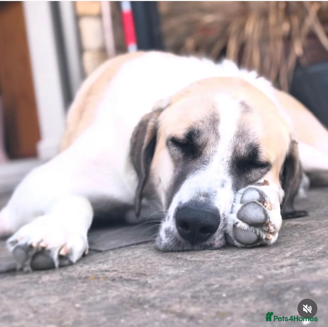 Mixed Breed dogs for adoption: Dexter The Gentle Giant ❤️ - Advert 5