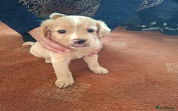 Mixed Breed dogs for sale: Puppys - Image 3