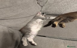 Maine Coon cats for sale: Perfect Maine Coons - Image 12