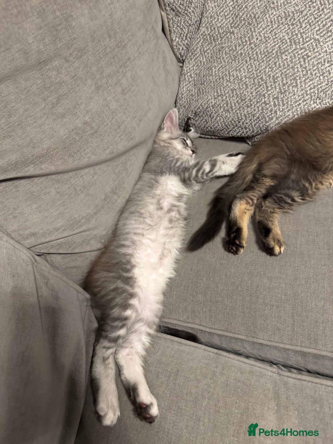 Maine Coon cats for sale: Perfect Maine Coons - Image 12