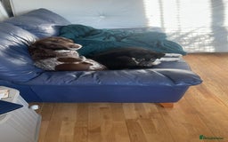 Border Collie dogs for sale: 8 months old female border collie  - Image 2