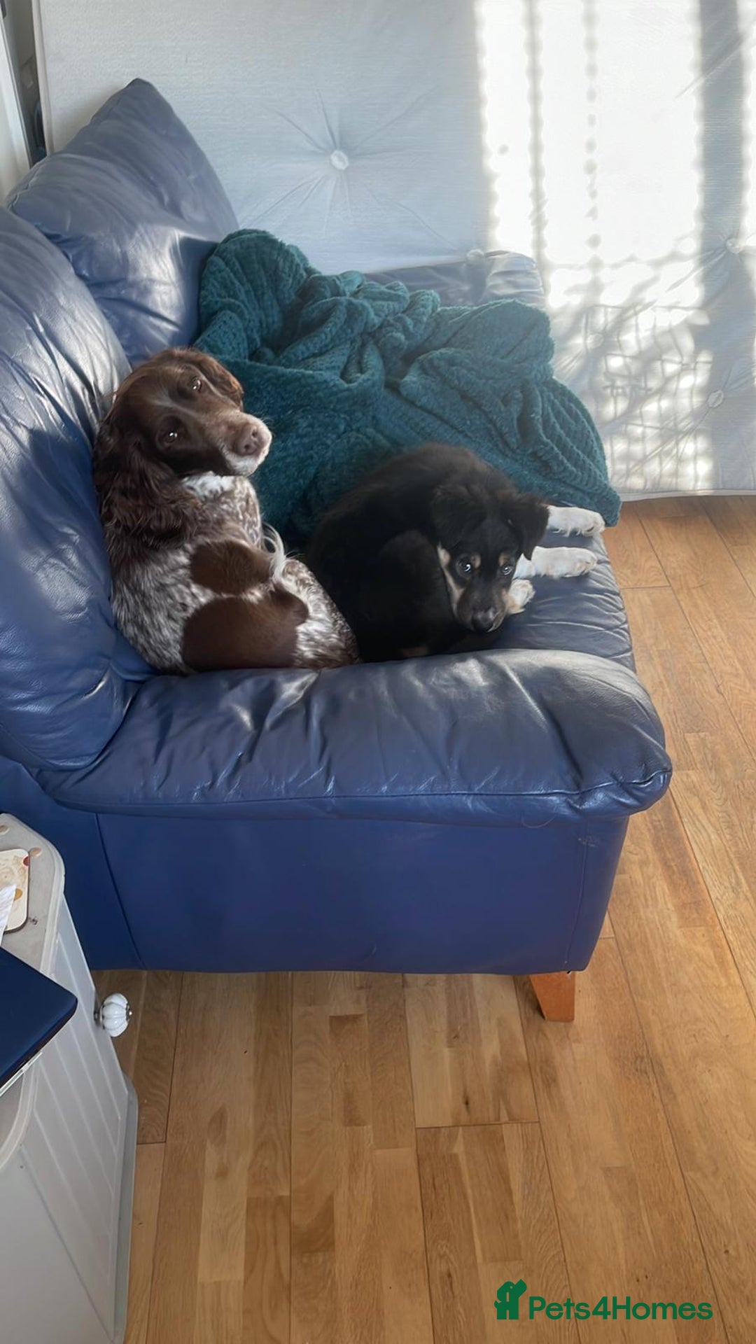 Border Collie dogs for sale: 8 months old female border collie  - Image 2