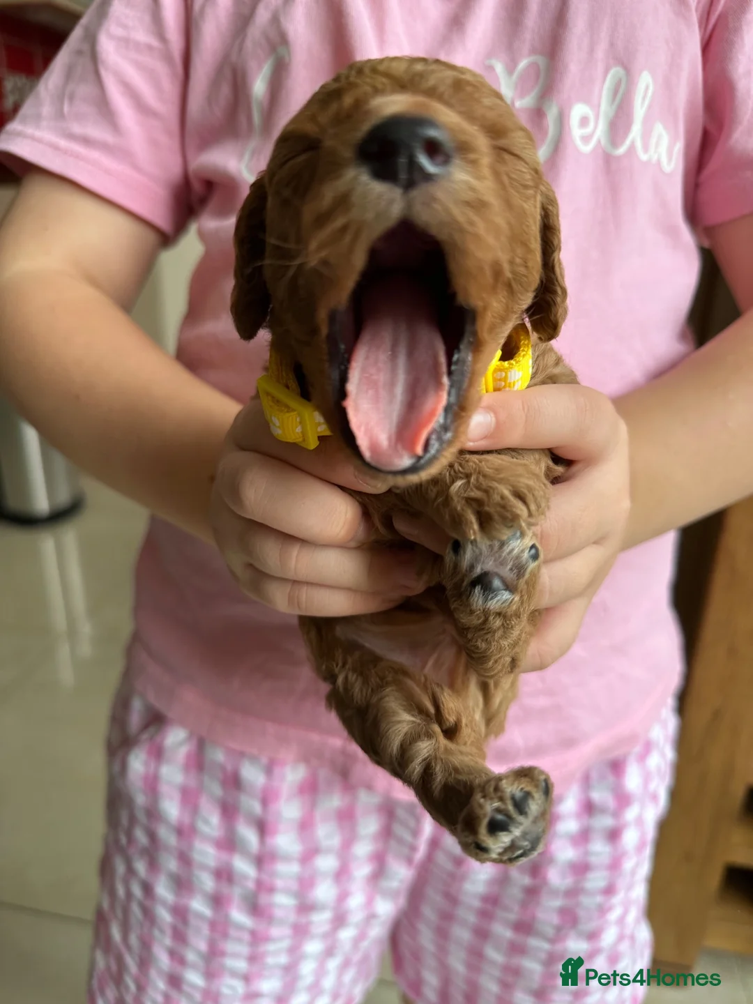 Cockapoo dogs for sale: Cockapoo puppies for sale - Advert 15