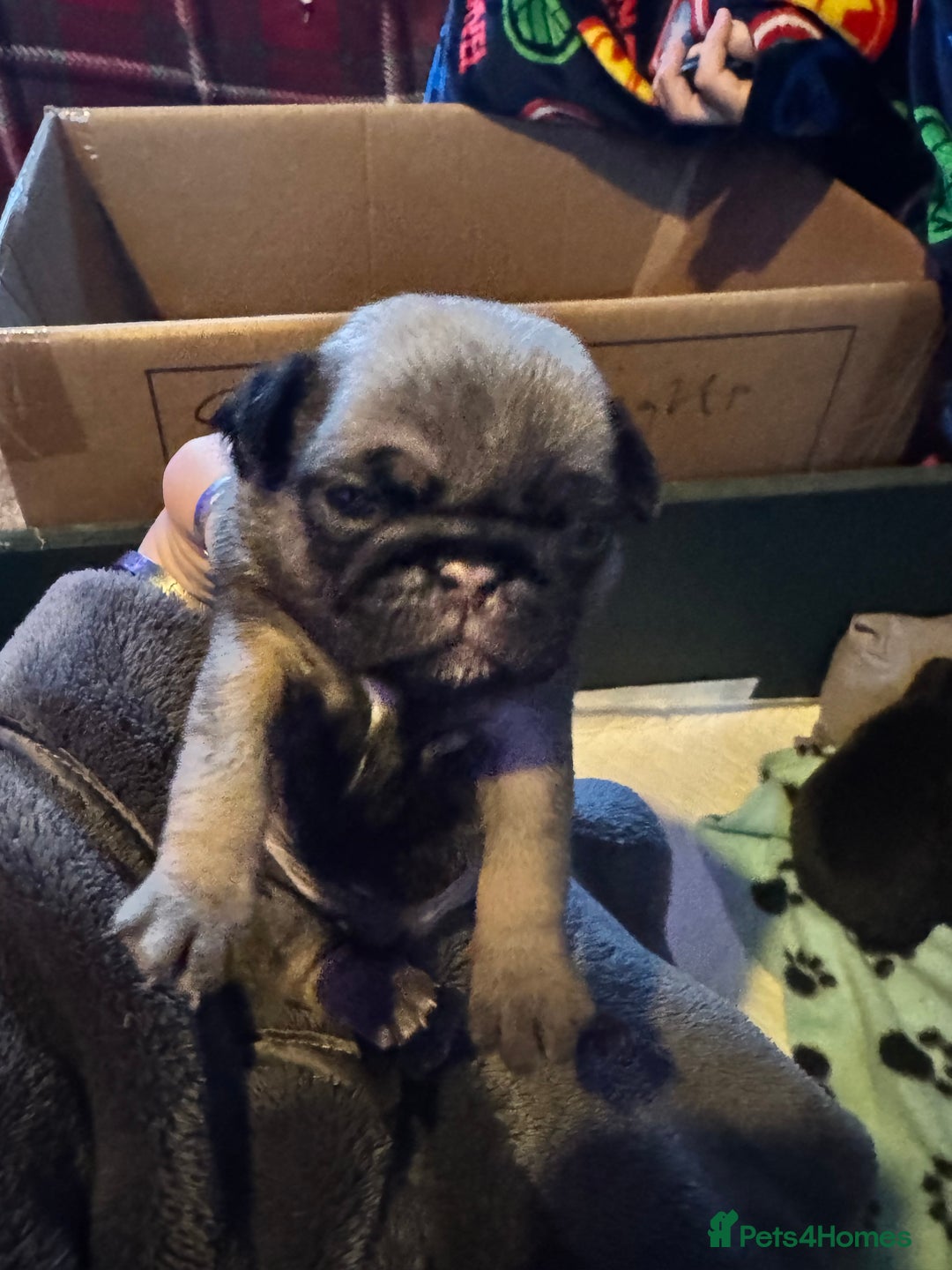 Pug dogs for sale: Kc pug puppies  - Advert 3