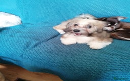 Mixed Breed dogs for sale: Boy puppies  - Image 1