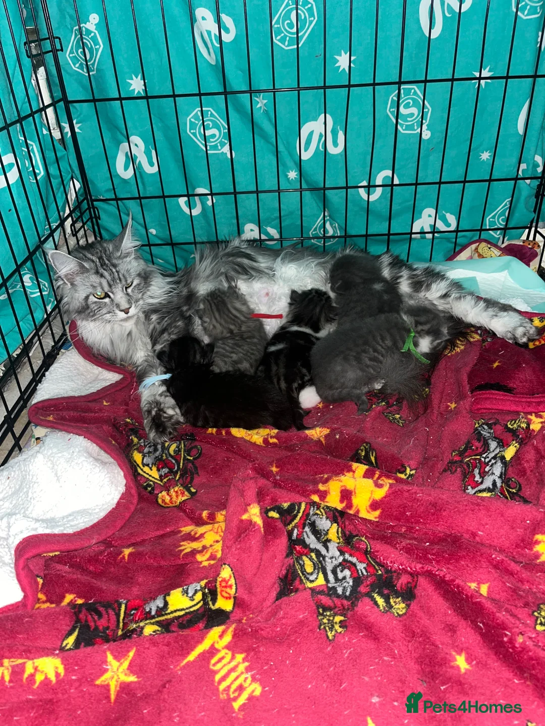 Maine Coon cats for sale: Maine coon cross in Rotherham - Advert 1