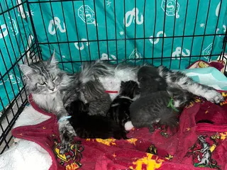 Maine Coon cats Maine coon cross - Advert 5