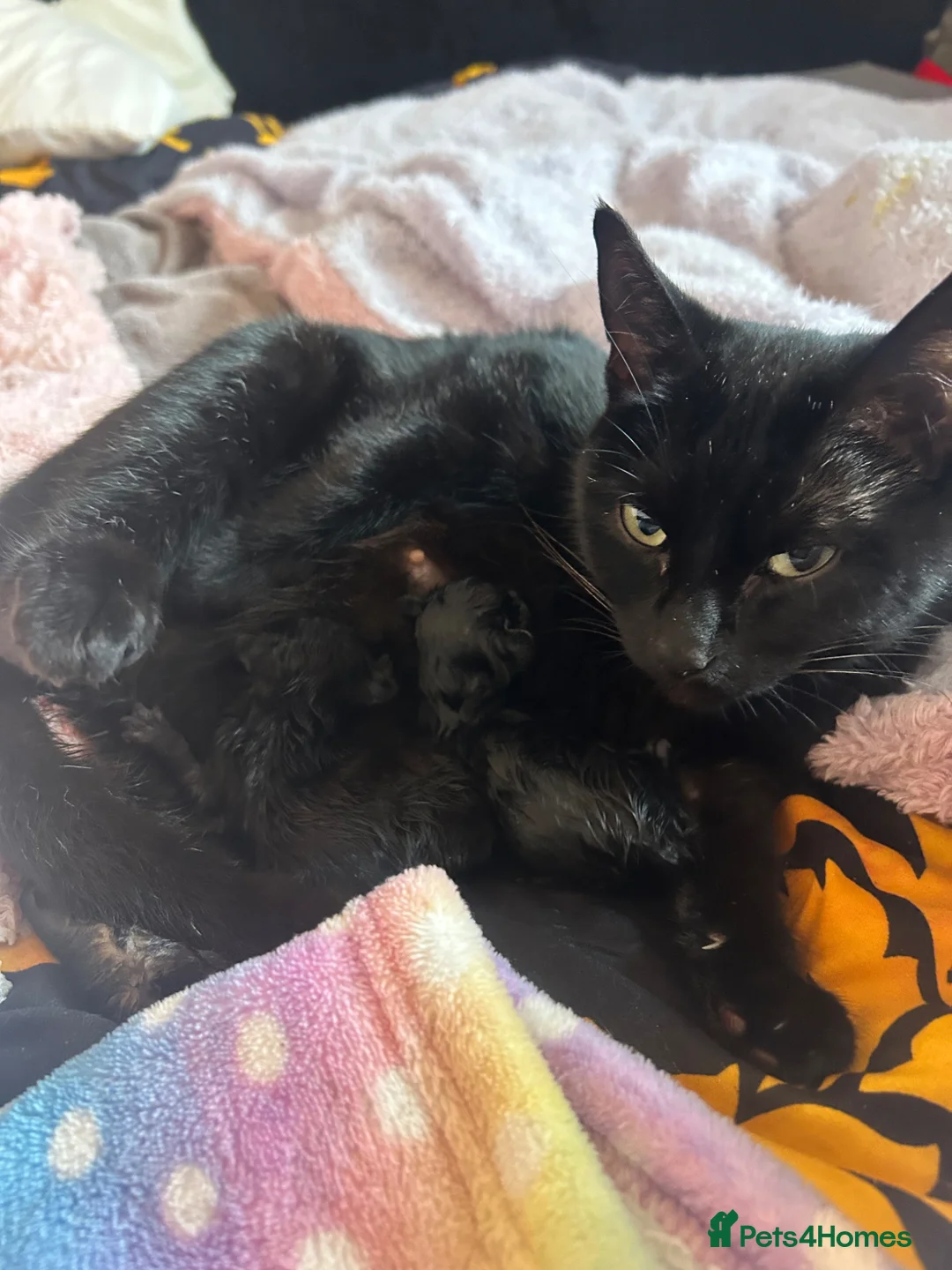 Mixed Breed cats for sale: One male back kitten - Advert 1