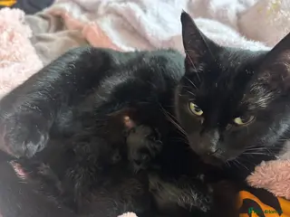 Mixed Breed cats One male back kitten - Advert 1