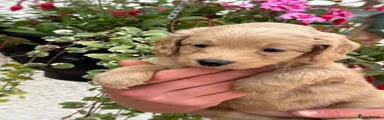 Labradoodle 6