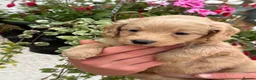 Labradoodle dogs for sale: F1B Miniature Labradoodles.  - Advert 33