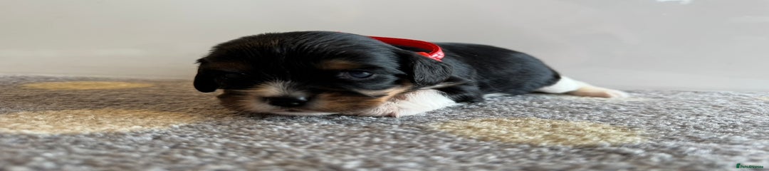 Cavalier King Charles Spaniel 