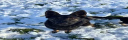 German Shepherd dogs for sale: Beautiful German shepherd pups KC registered  - Advert 3