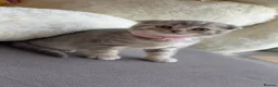 British Shorthair cats for sale: British Shorthair/ Scottish Fold Stunning Kittens - Advert 23