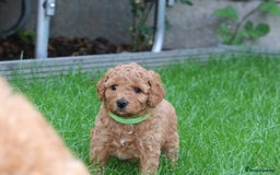 Cavapoo dogs for sale: Cavapoo  - Image 26