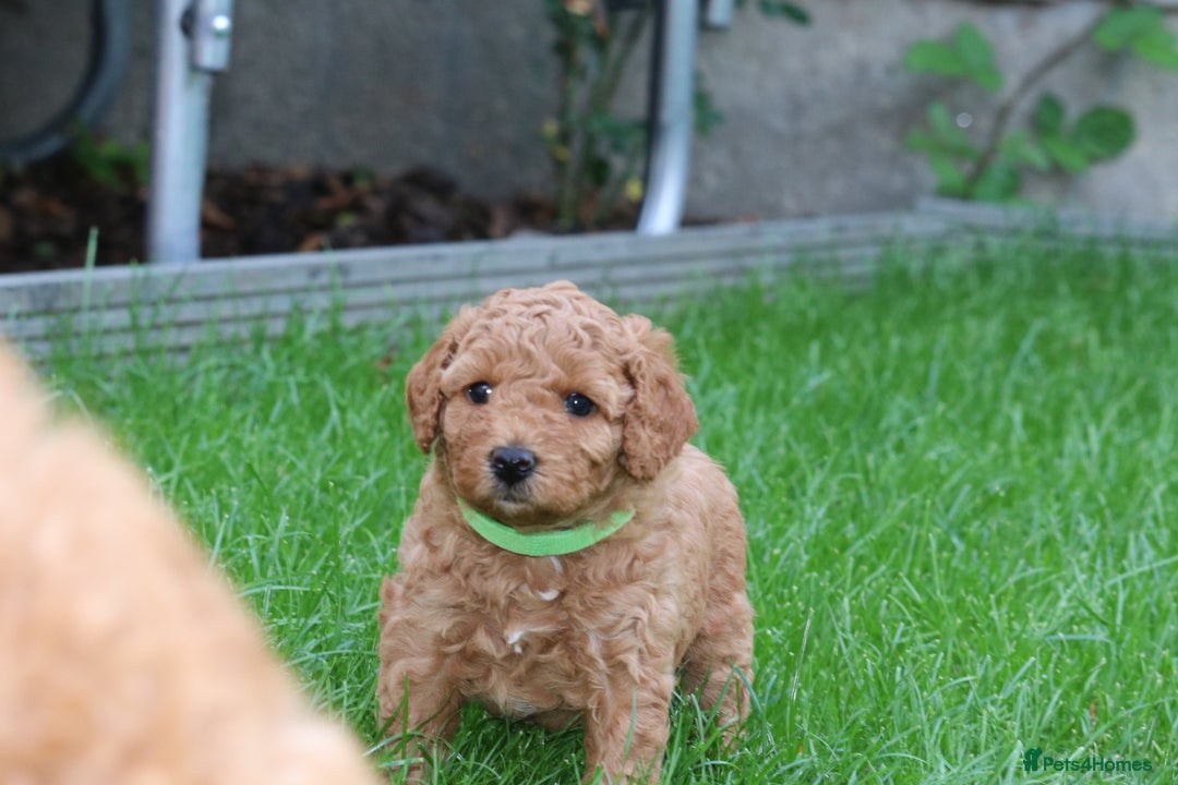 Cavapoo dogs for sale: Cavapoo  - Image 26
