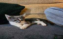 Mixed Breed cats for sale: Adorable kittens looking for their forever homes  - Image 4