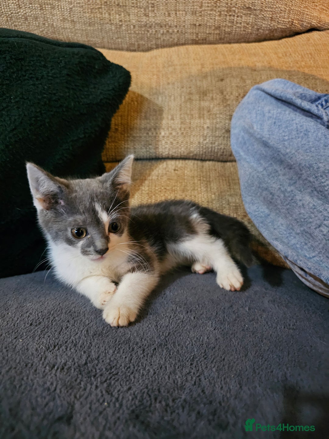 Mixed Breed cats for sale: Adorable kittens looking for their forever homes  - Image 4