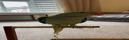 Parrots birds for sale: Playful hand reared Alexandrine  - Advert 2