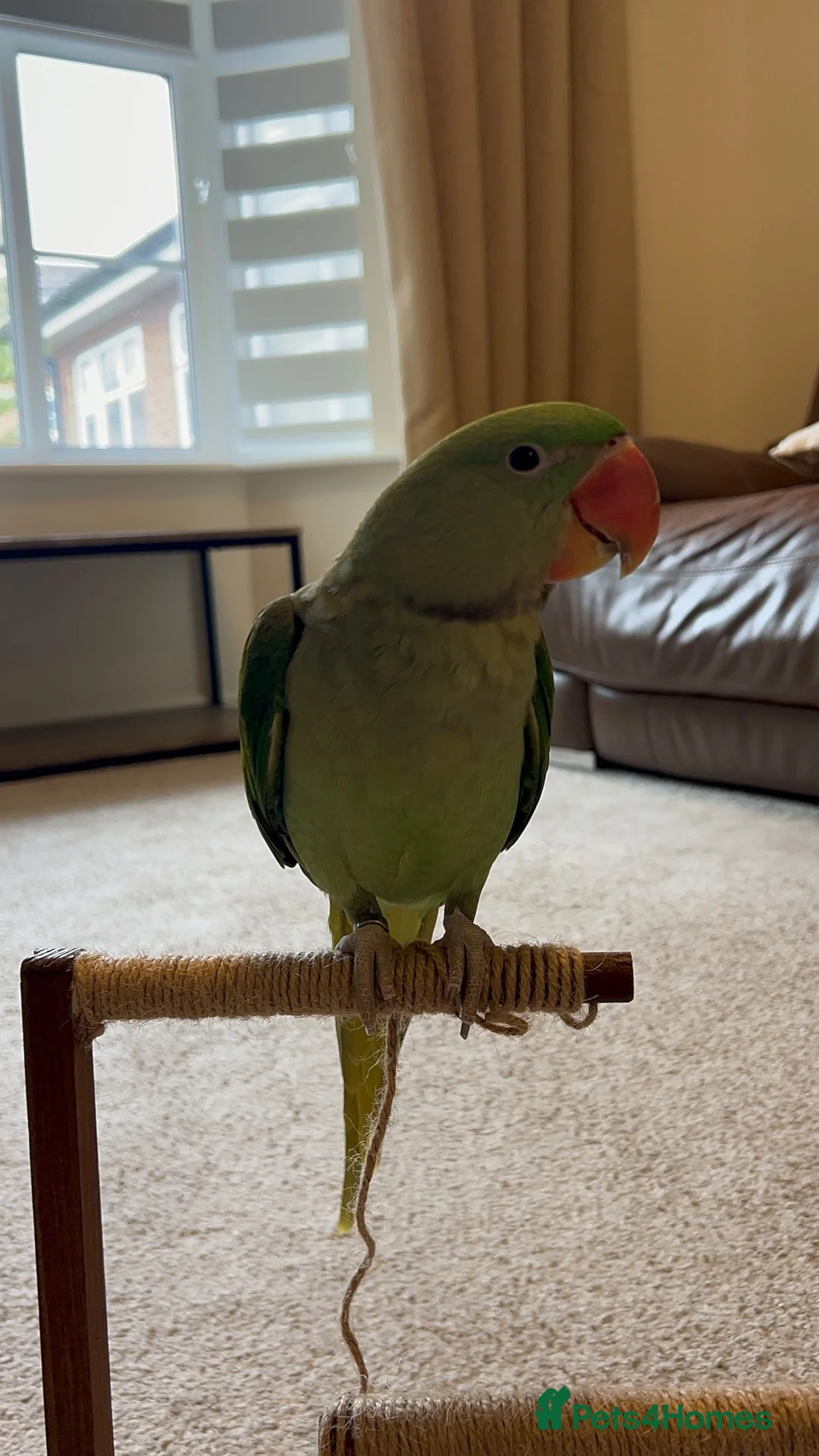 Parrots birds for sale: Playful hand reared Alexandrine  - Advert 2