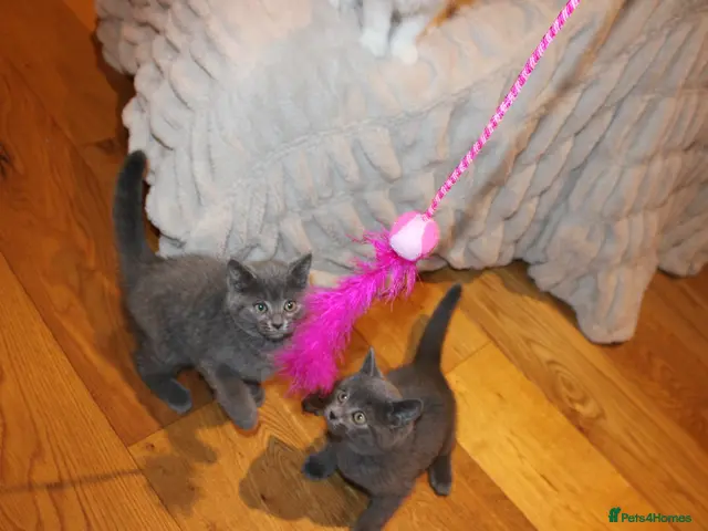 British Shorthair cats for sale: Pure British blue short hairs - Advert 9