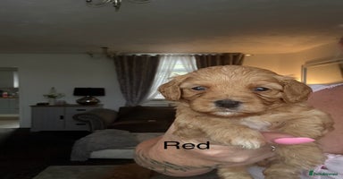 Mixed Breed dogs - Advert 1