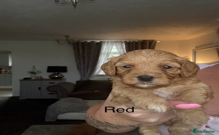 Mixed Breed dogs - Advert 1