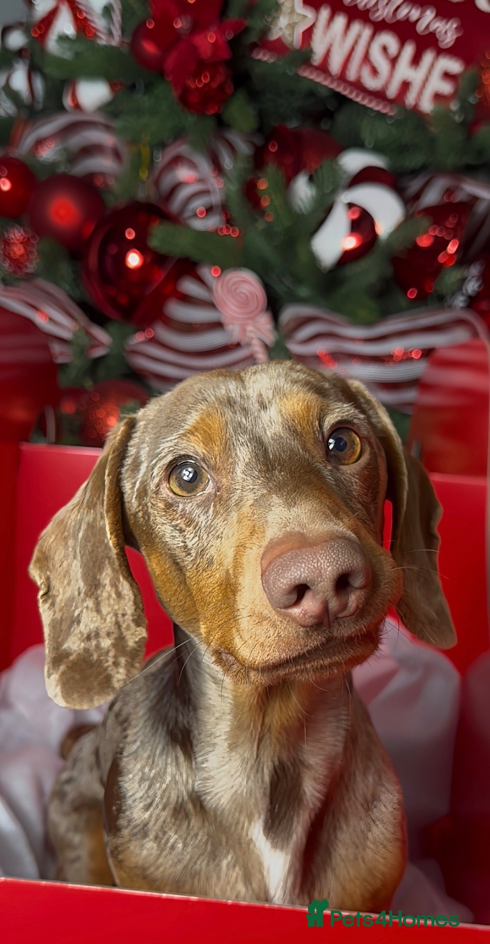 Miniature Dachshund dogs for stud: Chocolate tan dapple minature dachshund stud - Advert 2