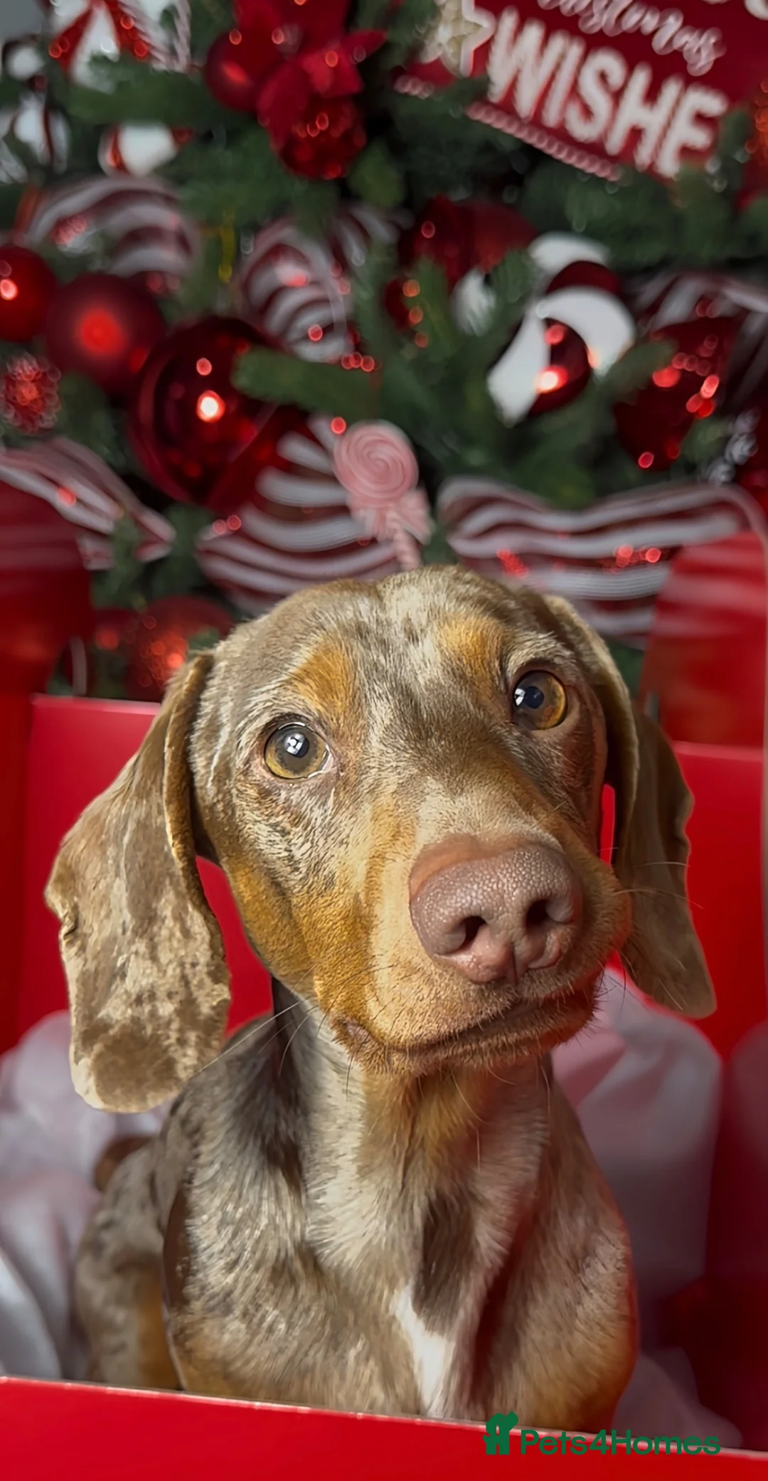 Miniature Dachshund dogs for stud: Chocolate tan dapple minature dachshund stud - Advert 1