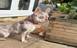 French Bulldog dogs for sale: Cookie the French Bulldog - Image 1