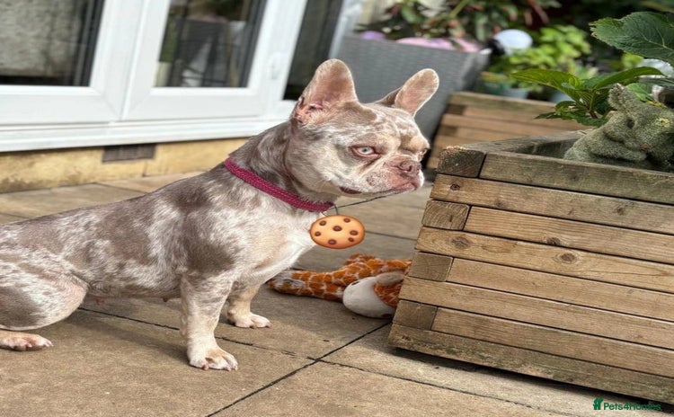 French Bulldog dogs - Advert 7