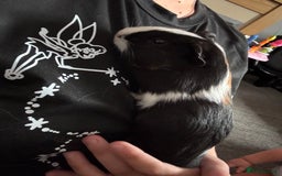 English rabbits for sale: Guniea pigs - Image 6