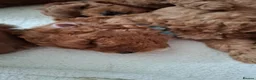 Cavapoo dogs for sale: Ready now. Deep Red Superb Cavapoo pups F1b - Advert 10