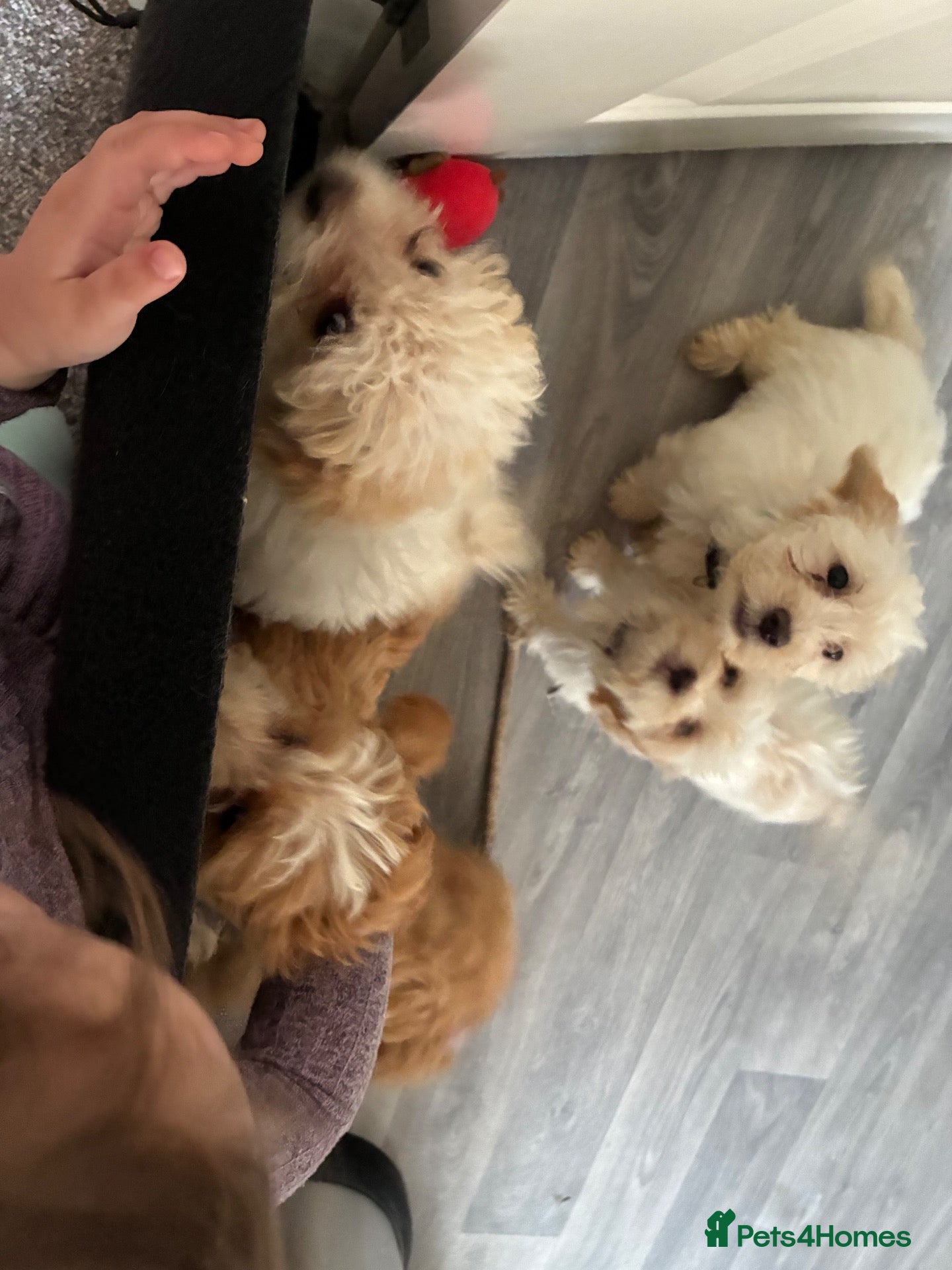 Maltipoo dogs Maltipoos 2 boys remaining  - Advert 5