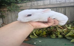 Mini Lop rabbits for sale: PUREBRED MINI LOP & MINI REX BABIES - Image 11